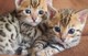 Gatitos lindos de Bengala - Foto 1