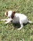 Gran cachorros de Jack Russell Terrier disponibles para la venta - Foto 1