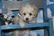 Gran maltipoo cachorros para la venta