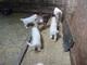 Gran Pirineo cachorros listos para la venta ahora - Foto 1