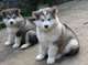 Gratis Alaska Malamute cachorro lista - Foto 1