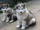 Gratis alaska malamute cachorro lista