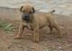 Gratis boerboel cachorros listo - Foto 1