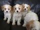 Gratis cavachon cachorros lista