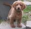 Gratis cocker golden retriever cachorros listo