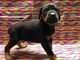 Gratis doberman pinscher cachorro lista - Foto 1