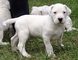 Gratis dogo argentino cachorros listo