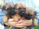 Gratis frontera terrier cachorros disponibles