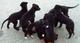 Gratis galgo negro cachorros disponibles