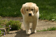 Gratis Golden retriever cachorro lista - Foto 1