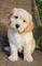 Gratis Labradoodle cachorros listo - Foto 1