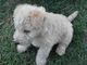 Gratis lakeland terrier cachorro lista - Foto 1