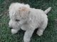 Gratis lakeland terrier cachorro lista