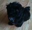 Gratis negro shih tzu cachorros disponibles