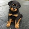 Gratis rottweiler cachorros disponibles