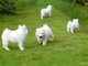 Gratis samoyedo cachorros listo