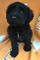 Gratis schnauzer negro cachorros lista - Foto 1