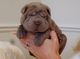 Gratis shar pei cachorros lista - Foto 1