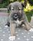 Gratis Wolfhound irlandés cachorros disponibles - Foto 1