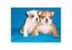 Healthy english bulldog puppies disponible