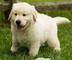 Hermoso Golden Retriever cachorros para la adopción - Foto 1