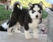 Hermoso husky siberiano - Foto 1