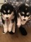 Hermosos cachorros de husky siberiano para la navidad