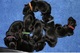 Hermosos cachorros Hovawart - Foto 1