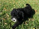 Hermosos cachorros negro Cavapoo listo para la adopción - Foto 1