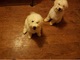 Hermosos cachorros Puli listo ahora para su adopción - Foto 1