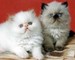 Himalayan Kittens Disponible - Foto 1