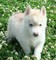 Husky siberiano rojo y blanco claro cachorros hermosos de akc