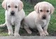 Impresionante chunky golden labradors