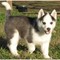 Impresionante litera de cachorros de husky siberiano registrados