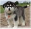 Inicio Cachorros de Malamute de Alaska - Foto 1