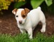 Jack russell terrier