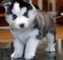 Joven cariñoso husky siberiano cachorros para (adopción)