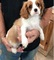 Joven enérgico rey charles spaniel cachorros para la adopción