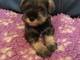 Kc reg miniatura chica schnauzer disponible