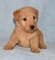 Lakeland Terrier cachorros ahora disponibles para adopción - Foto 1