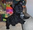 Linda Cairn Terrier listo para cumplir con su familia honesta - Foto 1