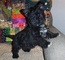 Linda cairn terrier listo para cumplir con su familia honesta