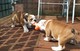 Lindo macho y hembra bulldog inglés cachorros