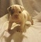 Lindo machos y hembras Olde Bulldogge inglés cachorros ahora list - Foto 1