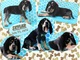 Lindos cachorros bluetick coonhound listos para adopción