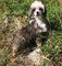 Lindos cachorros con cresta puff disponibles para adopción - Foto 1