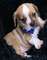 Lindos y hermosos cachorros bulldog inglés para la adopción