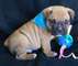 Lindos y hermosos cachorros bulldog Inglés para la adopción - Foto 2