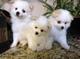 Los 3perritos de pomeranian