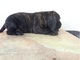 Los cachorros de Plott Hound ya están listos para su adopción - Foto 1